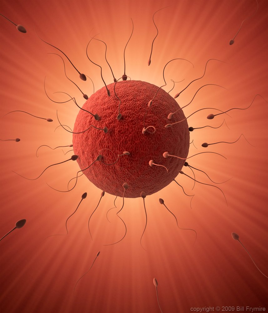 ovum-sperm-penetration-conception.jpg